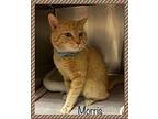 MORRIS - rescue only Domestic Shorthair Adult Male