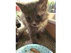 Deino (Cecil Seven Litter) Domestic Mediumhair Kitten Male