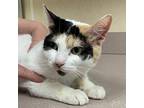 Lola Domestic Shorthair Young Female