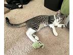 Nikko23 Domestic Shorthair Young Male