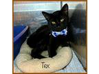 TEX Domestic Shorthair Young Male