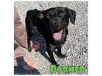 Boomer Labrador Retriever Adult Male