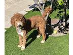Bruno Poodle (Standard) Puppy Male