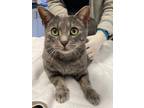Stormie Domestic Shorthair Adult Male