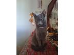 Jinky Domestic Shorthair Young Female