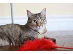 Tiger Domestic Shorthair Young Female