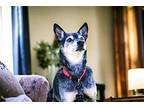 ROSCOE P COLTRANE Miniature Pinscher Senior Male