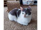 Sushi Domestic Shorthair Young Male