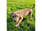 Edyn American Pit Bull Terrier Puppy Female