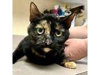 Lacy Domestic Shorthair Adult Female