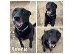 Slick Labrador Retriever Adult Male