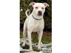 Dash American Pit Bull Terrier Adult Male