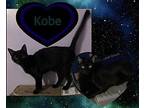 Kobe Domestic Shorthair Kitten Male