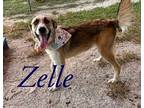 Zelle 123437 Collie Adult Male