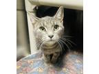 Dorie Domestic Shorthair Adult Female