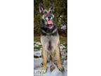 Karli German Shepherd Dog Adult Female