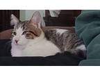 Cory Domestic Shorthair Kitten Male