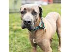 Dalton Great Dane Young Male