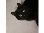 Mila Domestic Shorthair Young Female