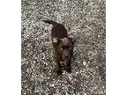 Huckleberry Labrador Retriever Puppy Male