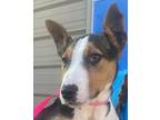 Rusty Bull Terrier Puppy Male