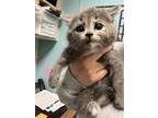 Dusty Domestic Shorthair Kitten Female