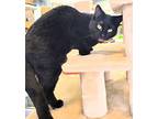C23-132 Cabernet Domestic Shorthair Young Female