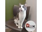 Sweety Domestic Shorthair Senior Female