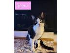 Gizmo Domestic Shorthair Kitten Female