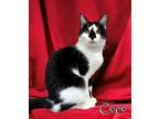 Coco 123785 Domestic Shorthair Adult Female