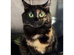 Mittens Rose Domestic Shorthair Young Female