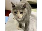 Lantana Domestic Shorthair Kitten Female