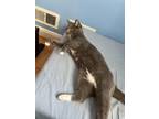 Jeremey Domestic Shorthair Adult Male