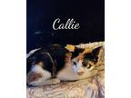 Callie Domestic Shorthair Kitten Female