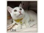 OPAL Domestic Shorthair Adult Female