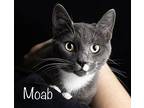 Moab Domestic Shorthair Young Male