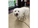 Tater Great Pyrenees Young Male