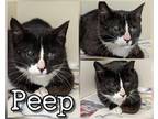 Peep Domestic Shorthair Young Male