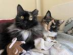 Maggie and Bella Domestic Shorthair Adult Female