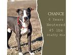 Chance American Pit Bull Terrier Adult Male