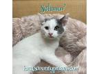 Schmoo Domestic Shorthair Kitten Male