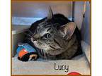 LUCY Domestic Shorthair Adult Female