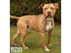 Turner American Pit Bull Terrier Adult Male