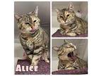 Alice - Sponsored Domestic Shorthair Adult Female