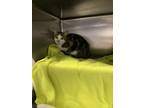 Sneaker Domestic Shorthair Young Female