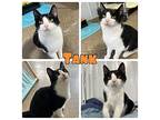 Tank Domestic Shorthair Young Male