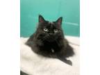 Tammy Two Domestic Longhair Senior Female