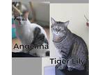 Angelina & Tiger Lily ~ Bonded Sister, Senior Duo! Domestic Shorthair Senior