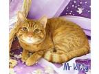 Mr Kitty 120079 Domestic Shorthair Adult Male