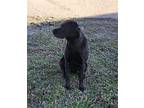 Eleanor aka Ellie Labrador Retriever Young Female